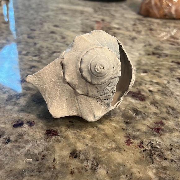 Found Conch Shell - Picture 3 of 4